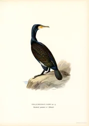 Storskarv (farve litho)