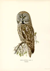 Stor grå ugle (farve litho)