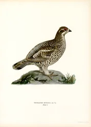 Hassel Grouse (farve litho)