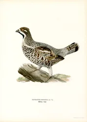 Hassel Grouse (farve litho)