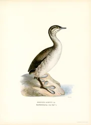 Horned lappedykker (farve litho)