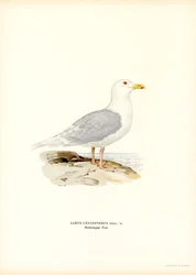 Islandsmåge (farve litho)