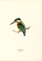 Kingfisher (farve litho)