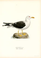 Lille måge (farve litho)