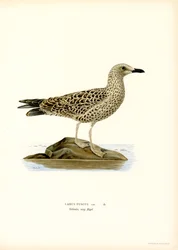 Lille måge (farve litho)