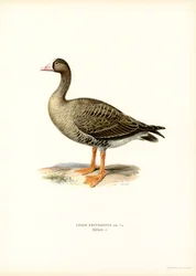 Dværggås (farve litho)