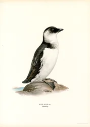 Lille Auk (farve litho)