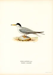 Lille tern (farve litho)