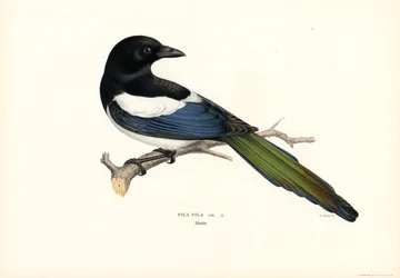 Magpie (farve litho)