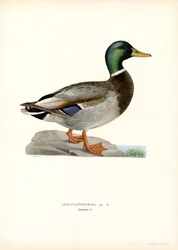 Græsand (farve litho)