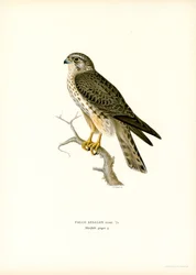 Merlin (farve litho)