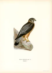 Merlin (farve litho)