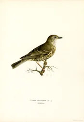 Misteldrossel (farve litho)