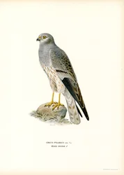 Montagu