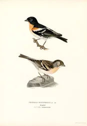 Bjergfinke (farve litho)