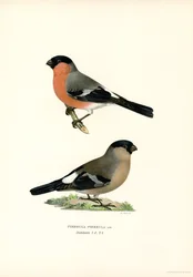 Nordeurasisk bullfink (farve litho)