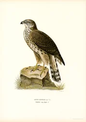Northern Goshawk (farve litho)