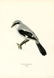 Northern Shrike (farve litho)