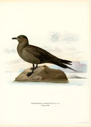 Parasitisk Jaeger (farve litho)