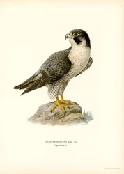 vandrefalk (farve litho)