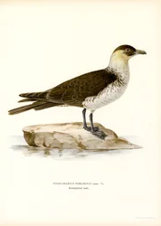 Pomarin Skua (farvemedlemmer)