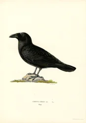 Ravn (farve litho)
