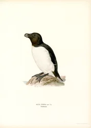 Razorbill (farve litho)