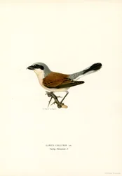 Rødrygget Shrike (farve litho)