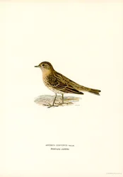 Rødstruet pipit (Color Litho)