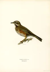 Rødvinge (farve litho)