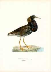 Ruff (farve litho)