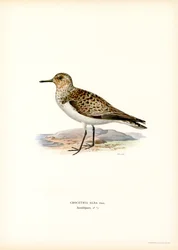 Sanderling (farve litho)