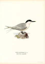 Sandwich Tern (farve litho)