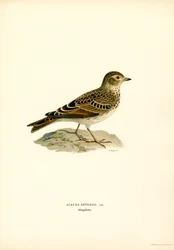 Lærke (farve litho)