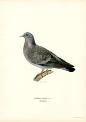 Stock Dove (farve litho)
