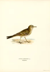 Tawny Pipit (farve litho)