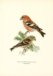 To-barret korsnæb (farve litho)