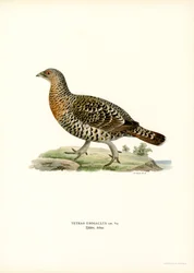 Western Capercaillie (farve litho)