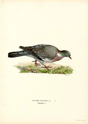 Skovdue (farve litho)