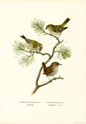 Wren (farve litho)