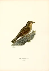 Wryneck (farve litho)