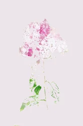 Abstrakt lyserød blomst