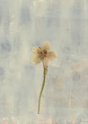 Delikat presset blomst