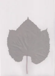 Studie af et afdæmpet blad