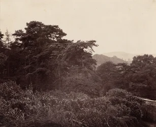 Studie af løv, ca. 1863 (foto)