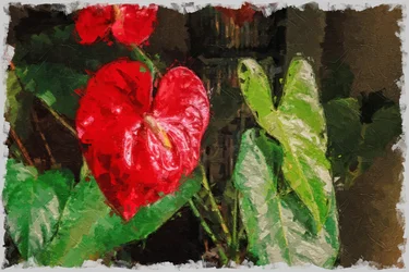 En stor, rød hjerteformet anthurium til Valentinsdag