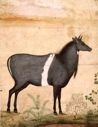 PD.78-1948 Nilgai (blå ko) Mughal-skole, begyndelsen af det 17. århundrede (gouache)