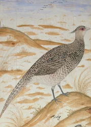 Himalaya cheer fasan, Jahangir Periode, Mughal, ca. 1620 (akvarel)