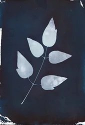 Cyanotype, 2023 (cyanotype på papir)