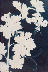 Blade af vindruer, 2023 (cyanotype)
